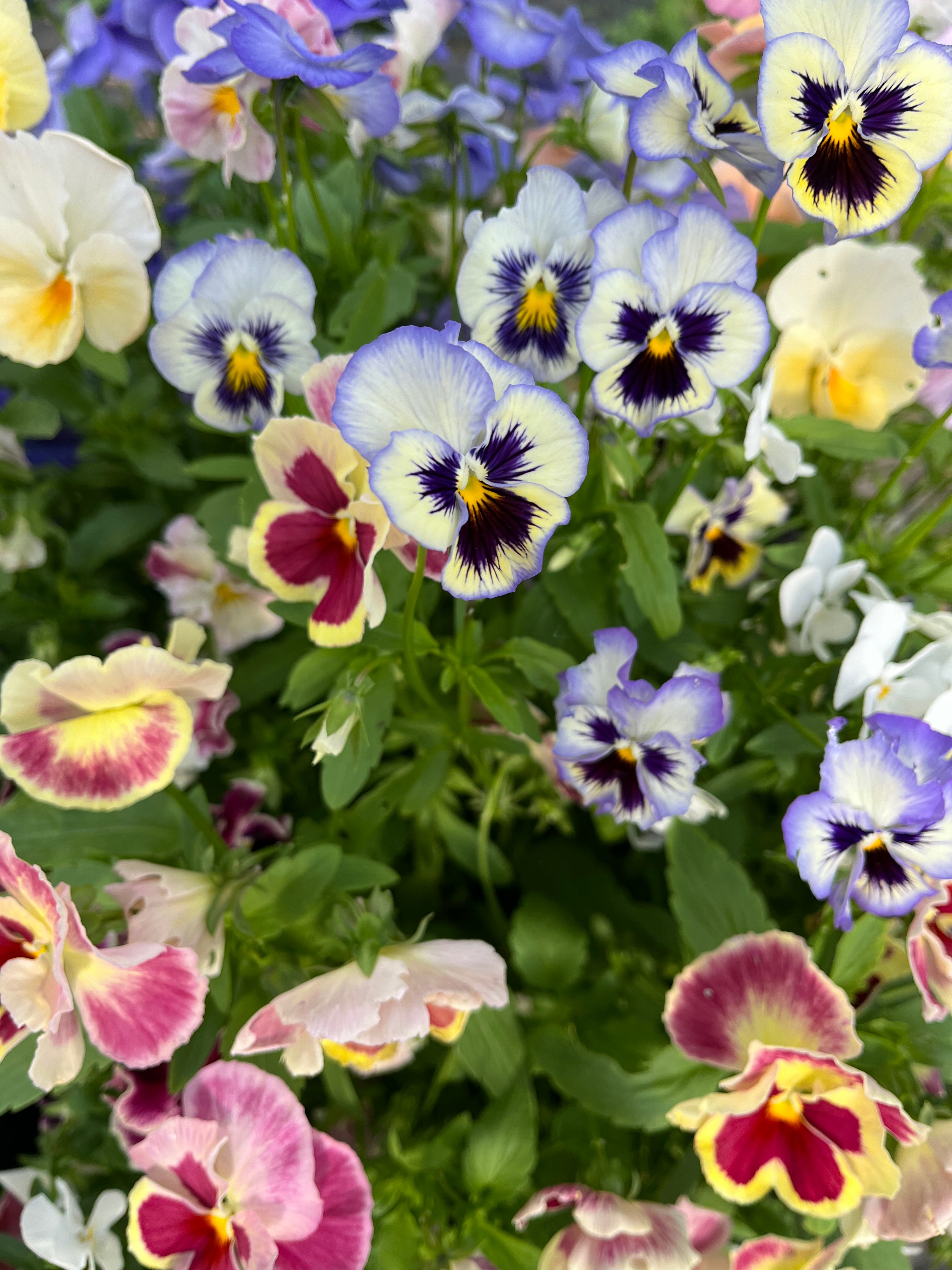 pansies, flower farmer and florist in Gasport, NY, B's Flowers