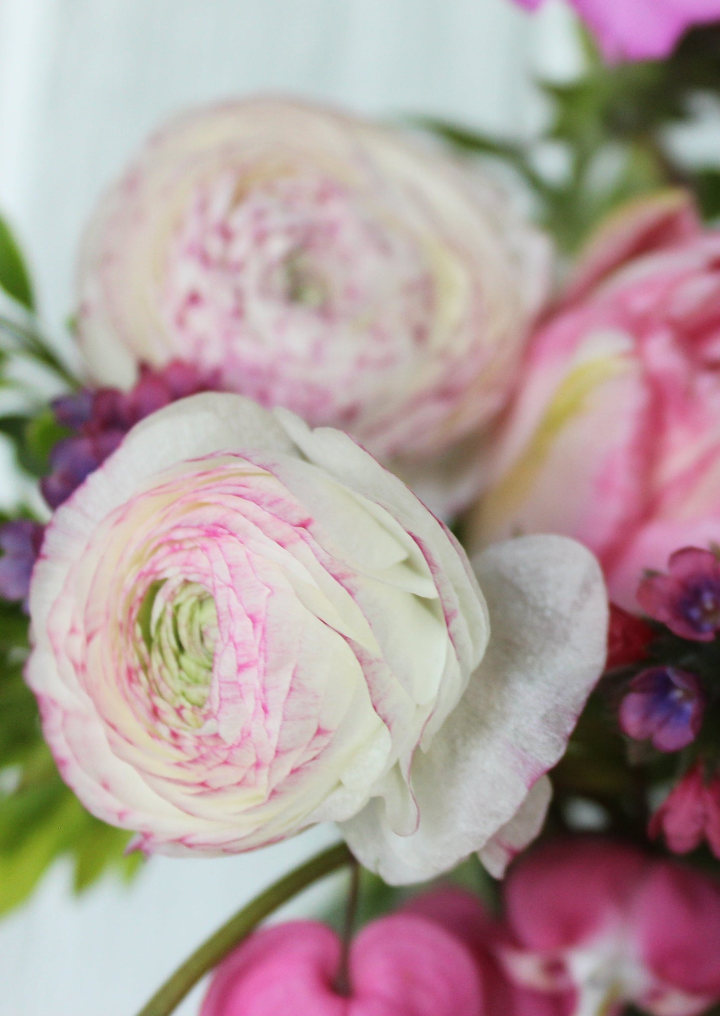 ranunculus