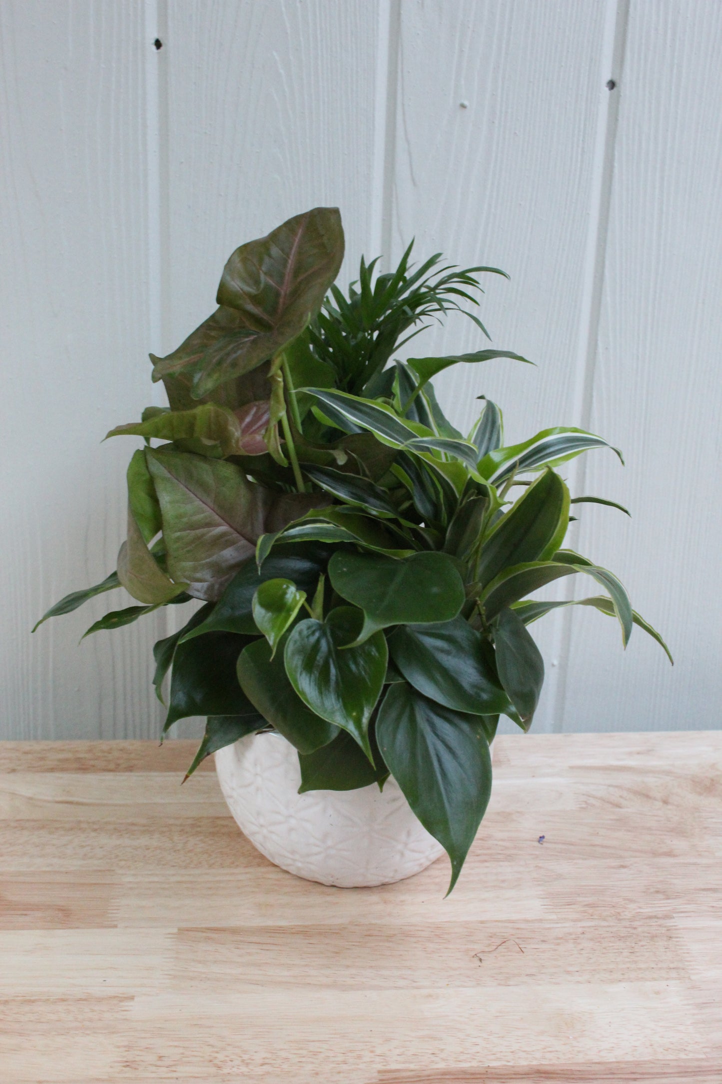 house plant