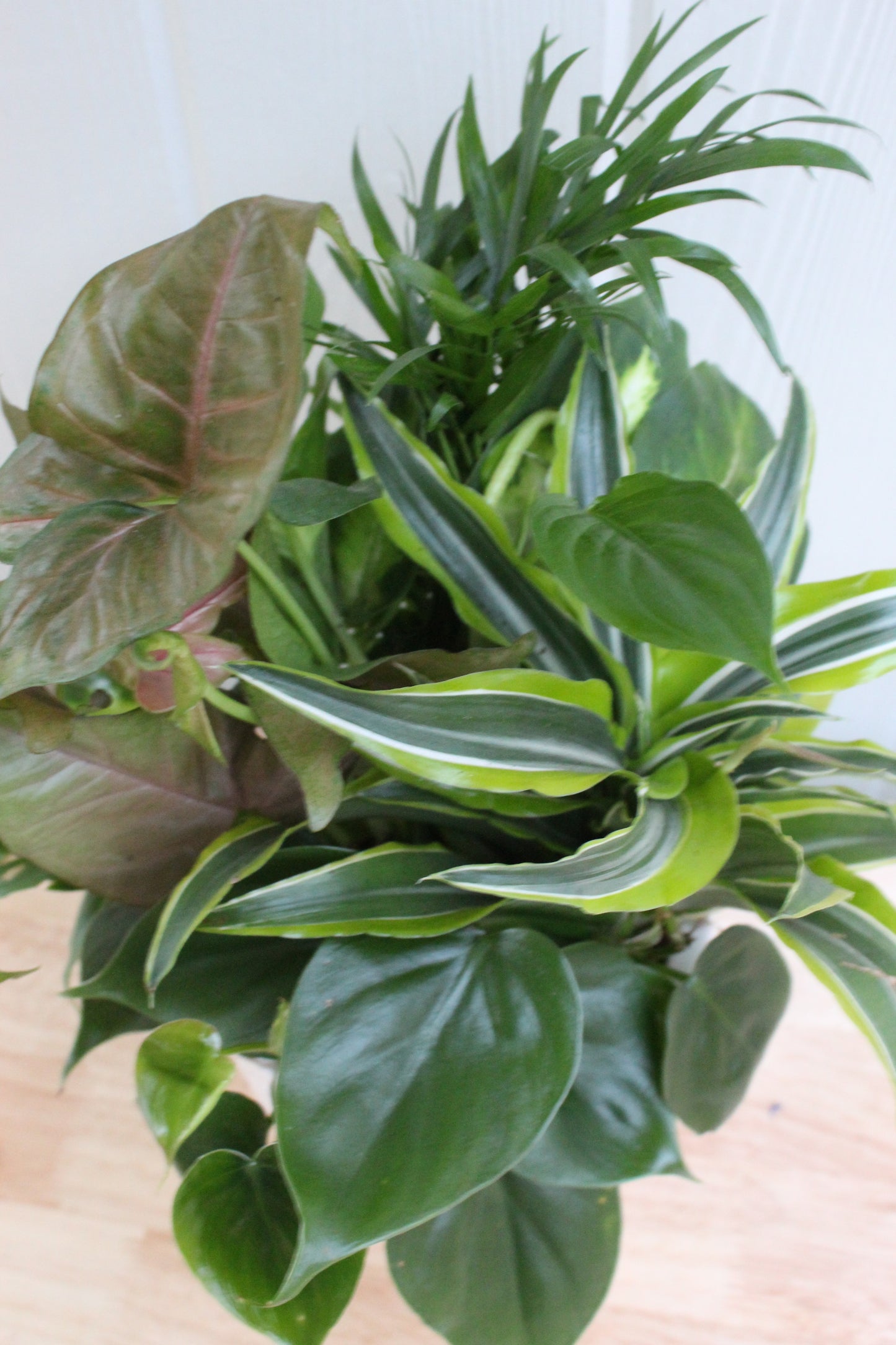 house plant