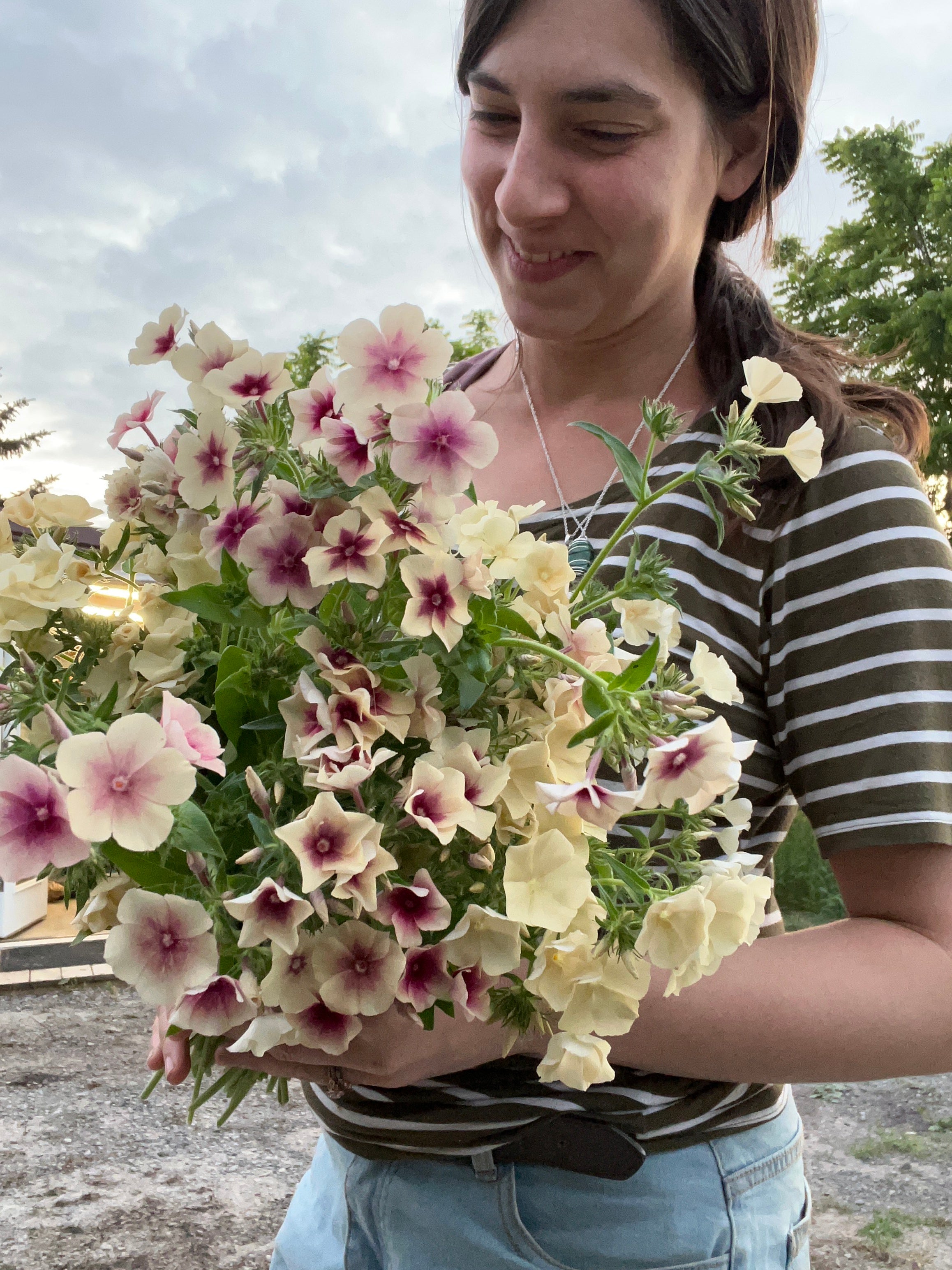 phlox by b's flowers llc