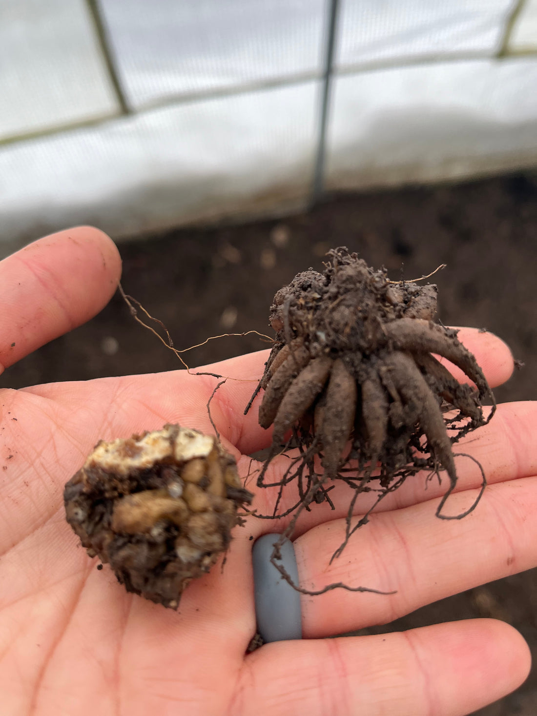 Challenges in the Hoophouse, Ranunculus Corm Damage 1/24/24, and Solutions