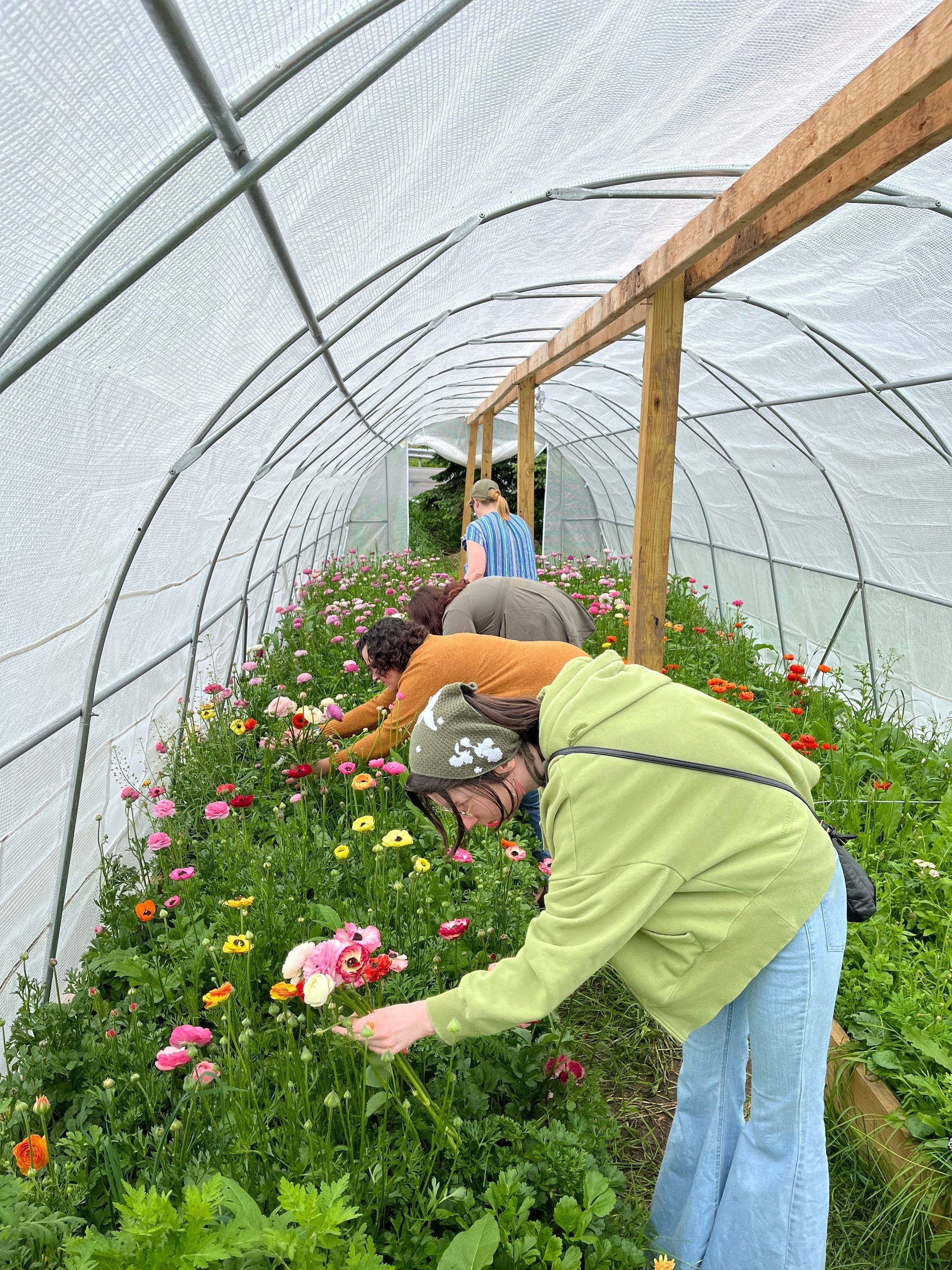 u-pick ranunculus