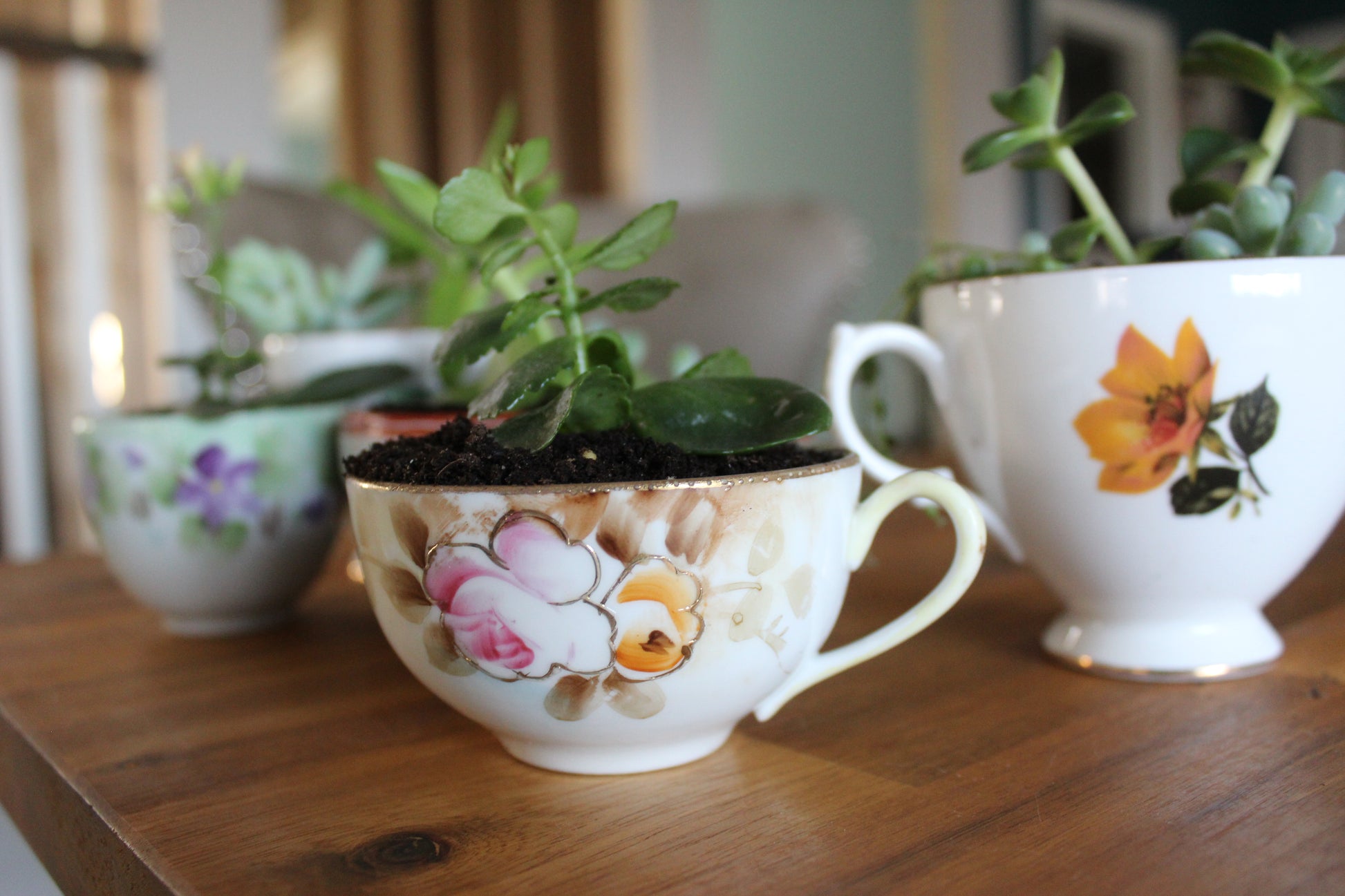 succulent tea cup