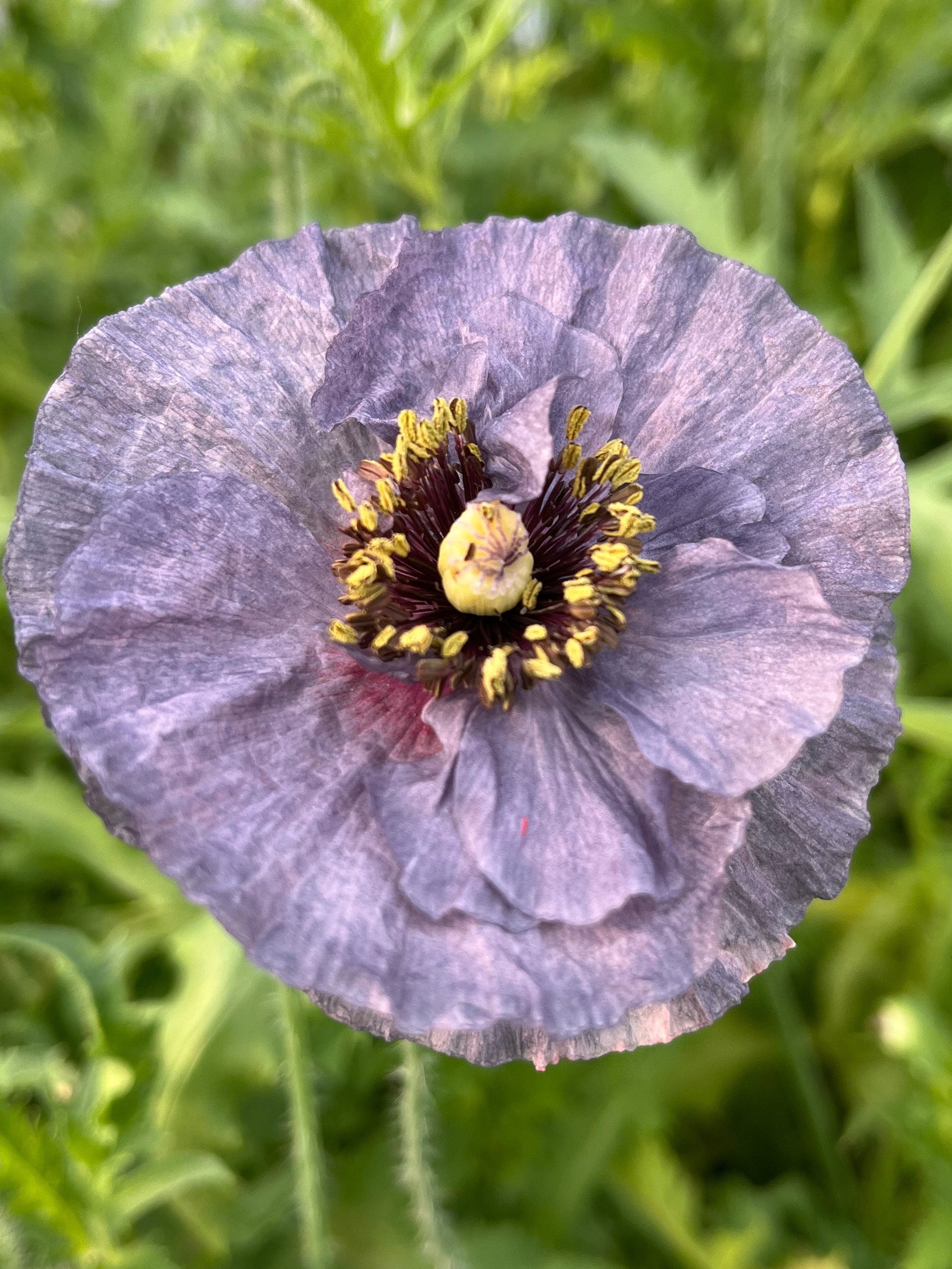 poppy flower grown by B's Flowers